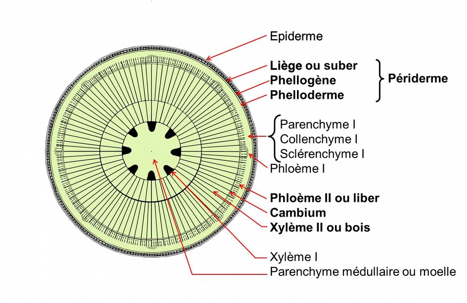 La Structure Secondaire Des Tiges Planet Vie